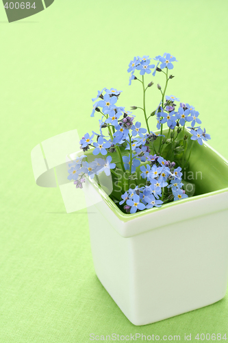 Image of forget-me-not