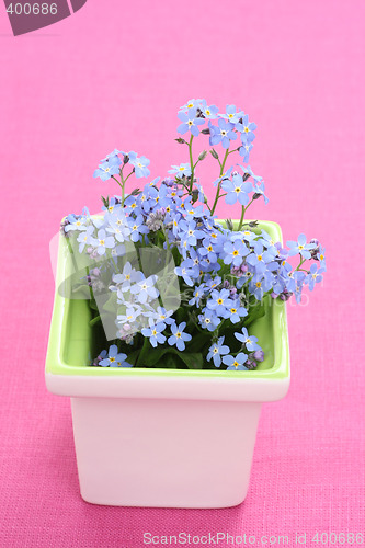 Image of forget-me-not