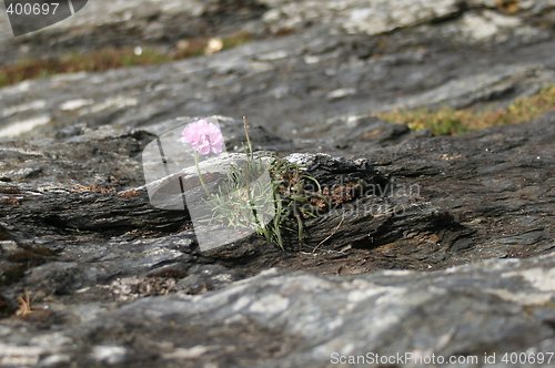 Image of Beachflower