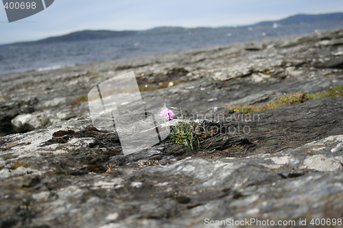 Image of beachflower