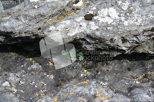 Image of flower between stones