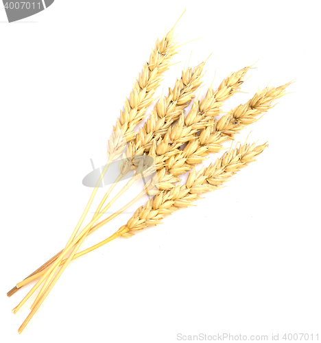 Image of wheat on white