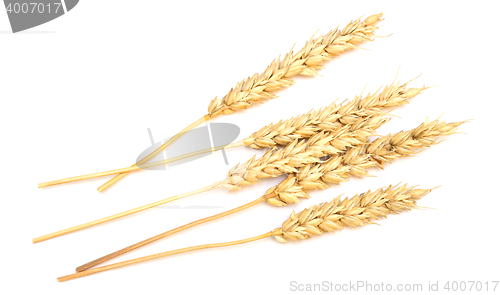 Image of wheat on white