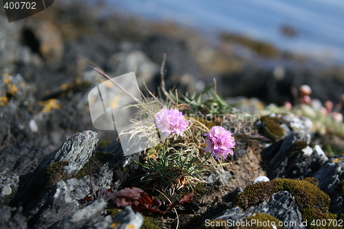 Image of flower by the sea