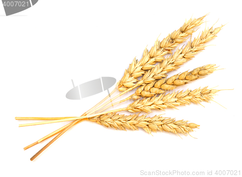 Image of wheat on white