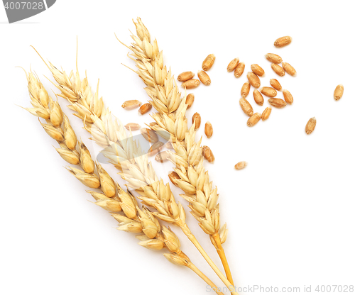 Image of wheat on white