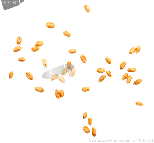 Image of wheat grain isolated