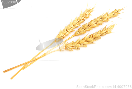Image of wheat on white