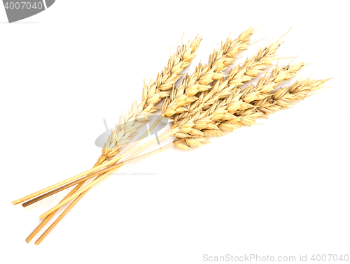 Image of wheat on white