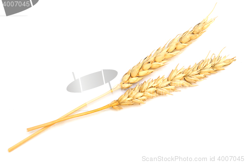 Image of wheat on white