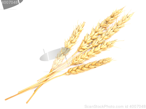 Image of wheat on white