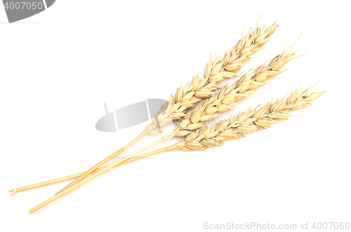 Image of wheat on white