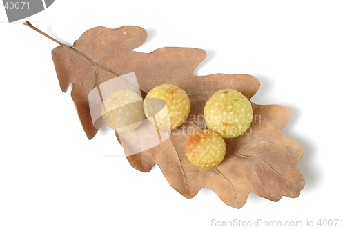 Image of Cherry Galls