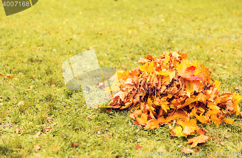 Image of heap of fallen maple leaves on grass