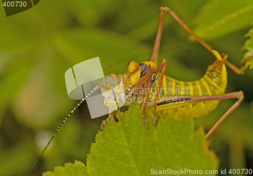 Image of Grasshopper