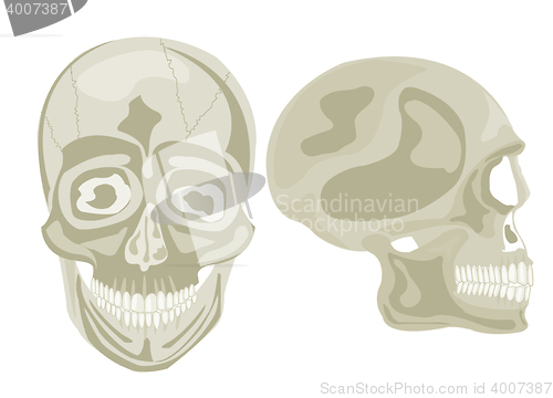 Image of Two human skulls