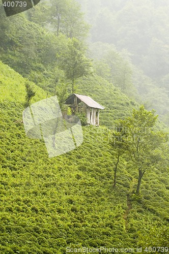 Image of Tea Plants