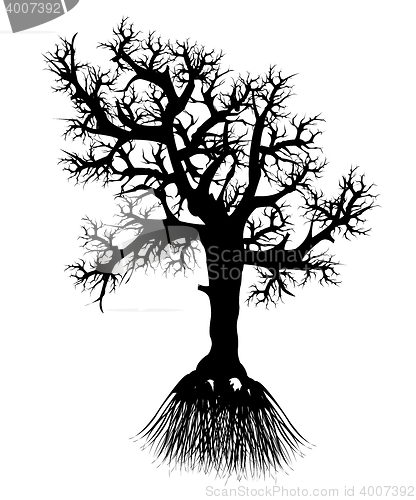 Image of Silhouette tree with root