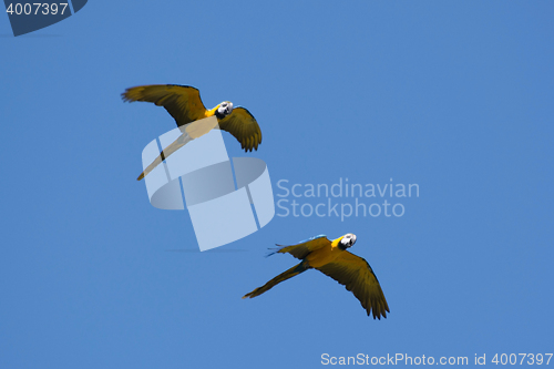 Image of Blue-and-Yellow Macaw (Ara ararauna)