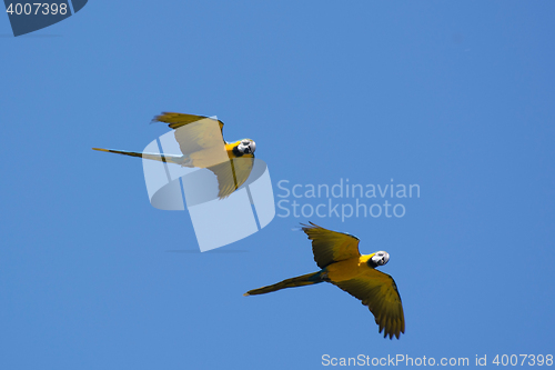 Image of Blue-and-Yellow Macaw (Ara ararauna)