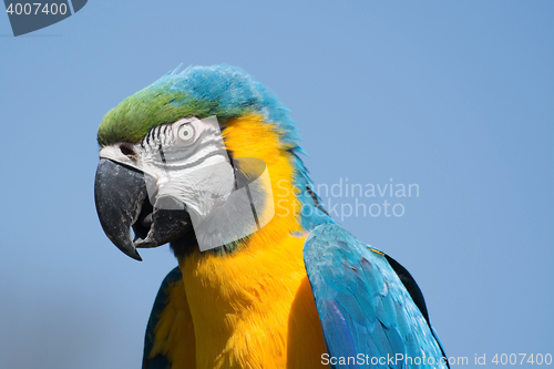 Image of Blue-and-Yellow Macaw (Ara ararauna)