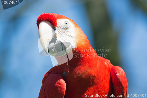 Image of Scarlet Macaw (Ara macao)