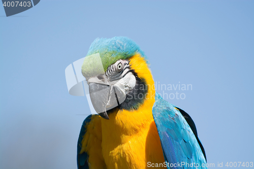 Image of Blue-and-Yellow Macaw (Ara ararauna)