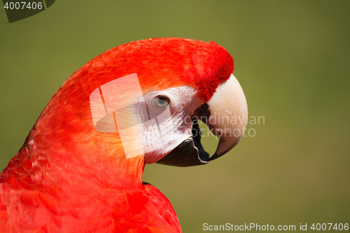 Image of Scarlet Macaw (Ara macao)