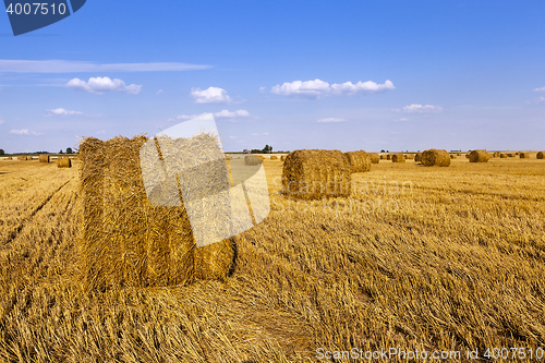 Image of haystacks straw , summer