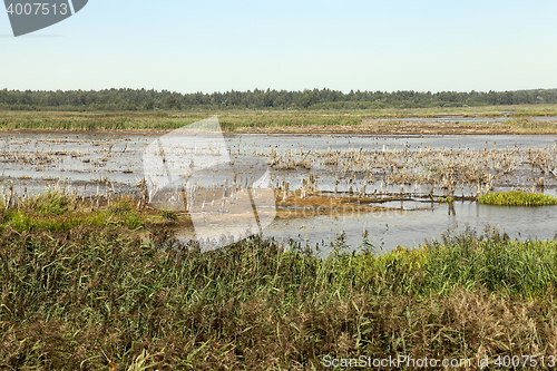 Image of swamp, the end of summer