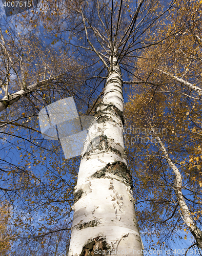 Image of yellowing leaves of birch