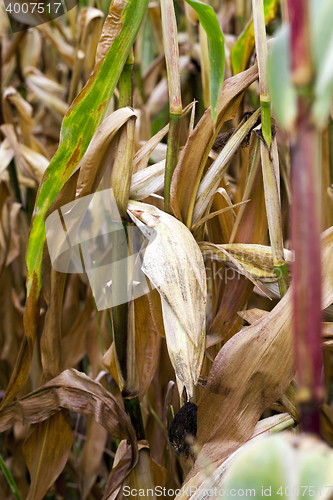 Image of field with mature corn