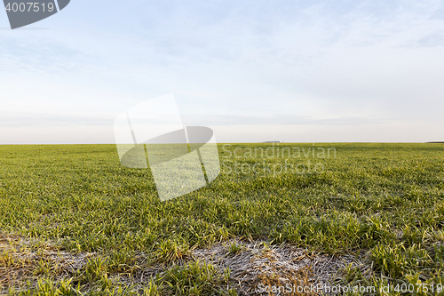 Image of young grass plants, close-up