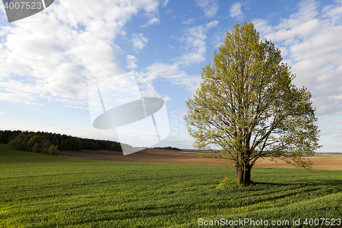 Image of Field of wheat