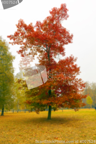 Image of autumn in the park