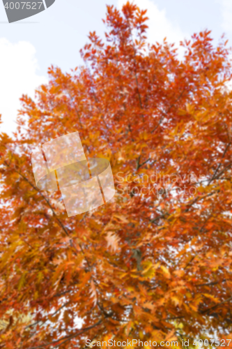 Image of autumn in the park