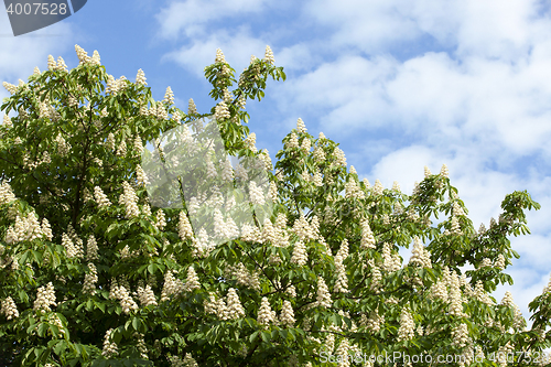Image of blooming chestnut tree in the spring