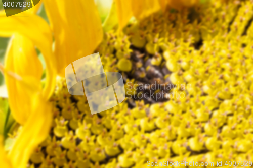 Image of photographed close-up of a sunflower