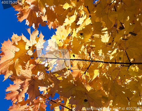 Image of yellowing leaves on the trees