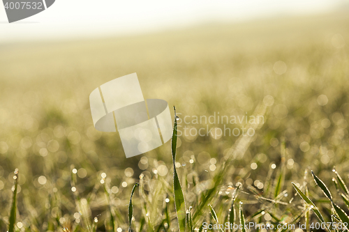 Image of young grass plants, close-up