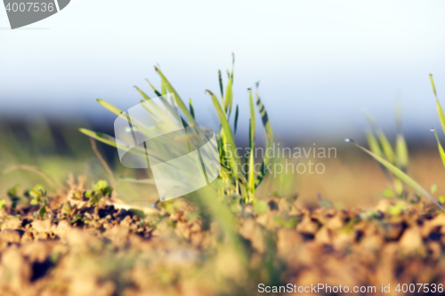 Image of young grass plants, close-up