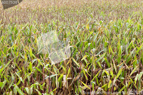 Image of field with mature corn
