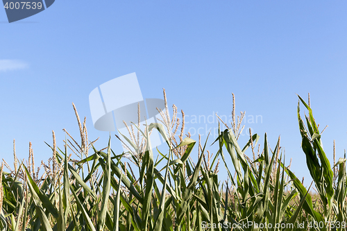 Image of Field with corn