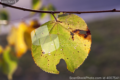 Image of yellowing foliage linden