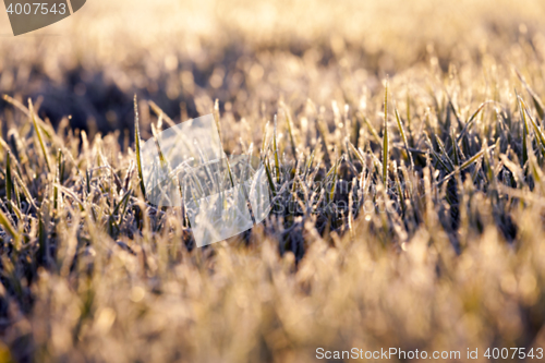 Image of frost on the wheat