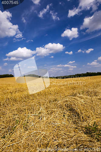 Image of slanted wheat , harvest