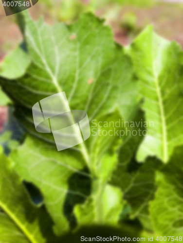 Image of green leaves of horseradish