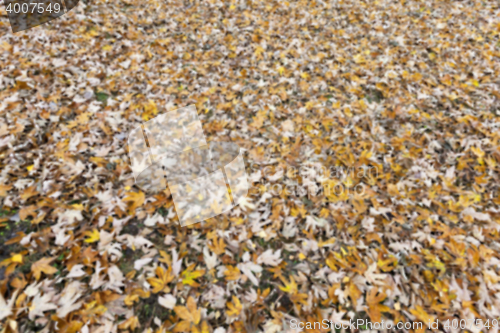 Image of Autumn Park, overcast