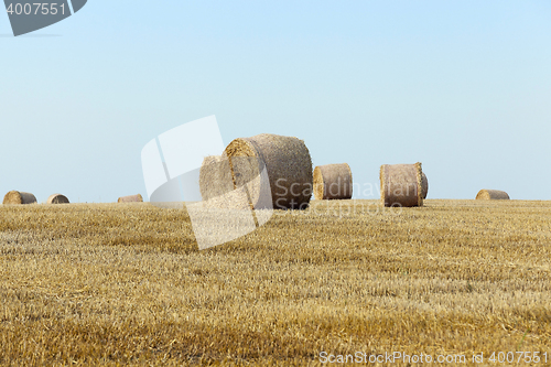 Image of stack of straw in the field