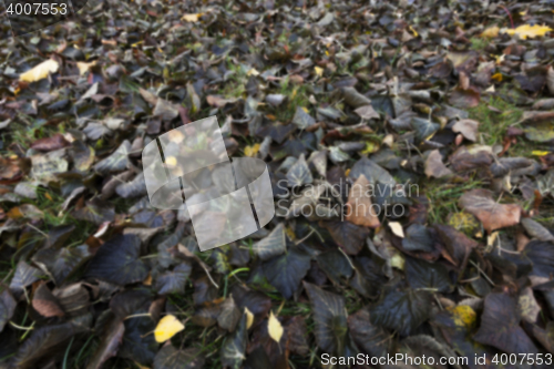 Image of old autumn foliage